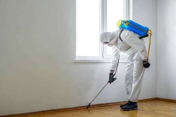 Best Rat Extermination Near Me  in Clintwood, VA