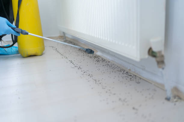 Best Cockroach Control Services  in Clintwood, VA